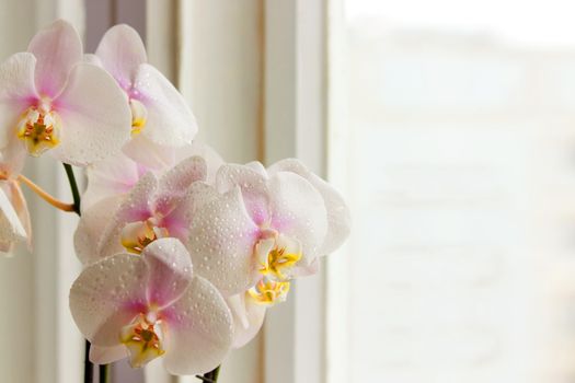 orchid flower on a window. copy space