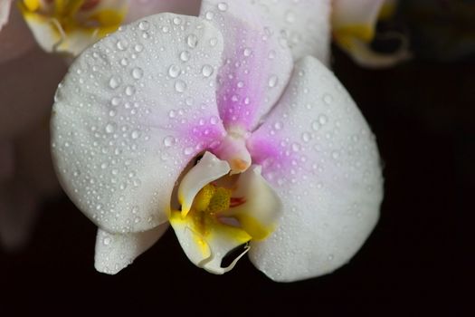 Water drops falling on white orchid flower