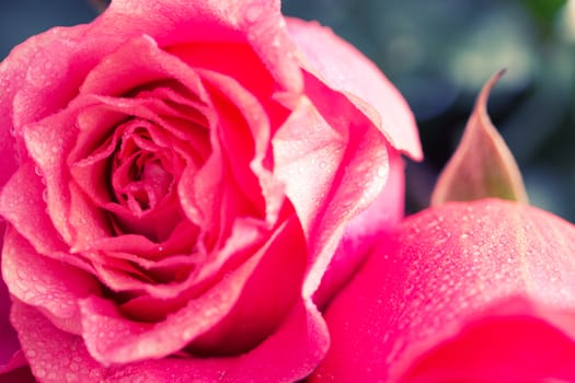 close up beautiful rose with water drops