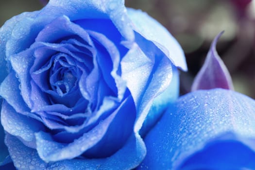 Beautiful blue roses. birthday or valentine day present