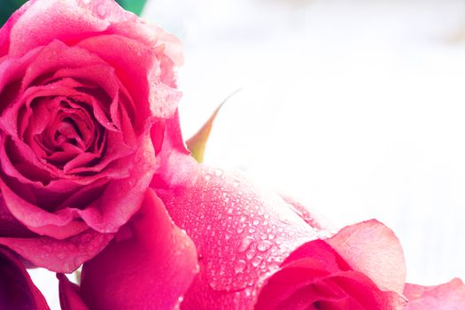 close up beautiful rose with water drops