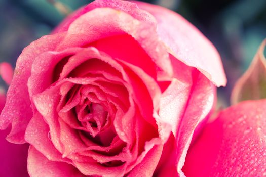 close up beautiful rose with water drops