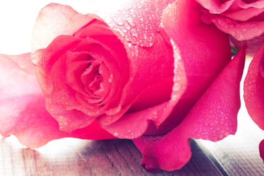 close up beautiful rose with water drops