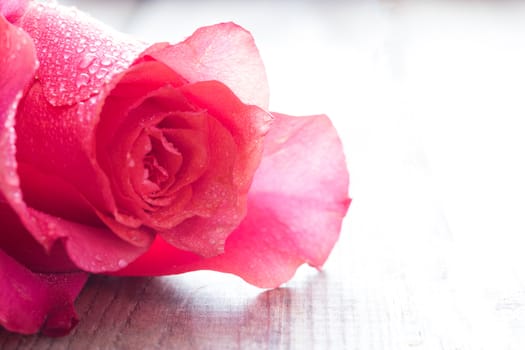 close up beautiful rose with water drops