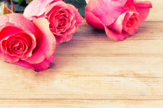 beautiful pink roses on table. copy space