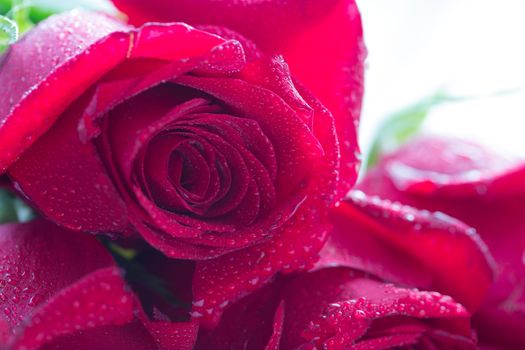 beautiful red color roses on wooden table