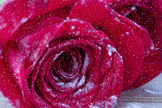 Red rose over snow. close up. background