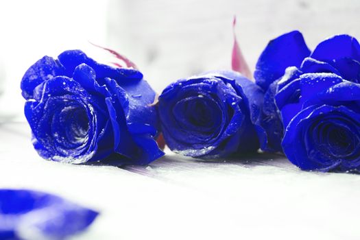 Beautiful blue roses. birthday or valentine day present