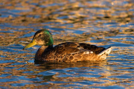 Ducks swimming in swamp in summer, Kazan, Russia