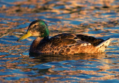 Ducks swimming in swamp in summer, Kazan, Russia