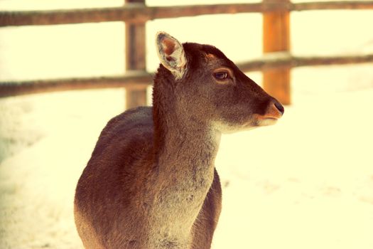 young deer without horns in winter in a zoo