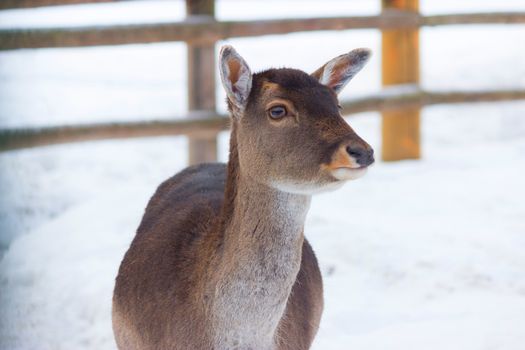 young deer without horns in winter in a zoo