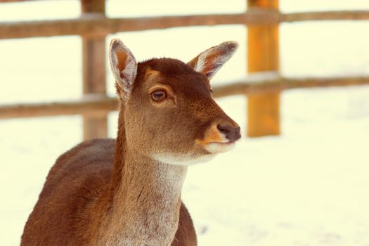 young deer without horns in winter in a zoo