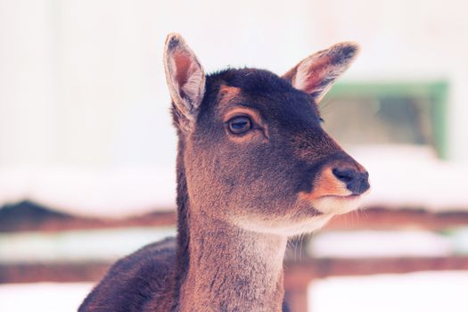 young deer without horns in winter in a zoo