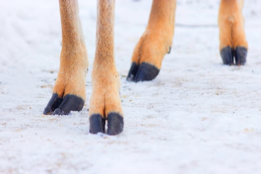 four hooves of aninal with hooves on a snow.