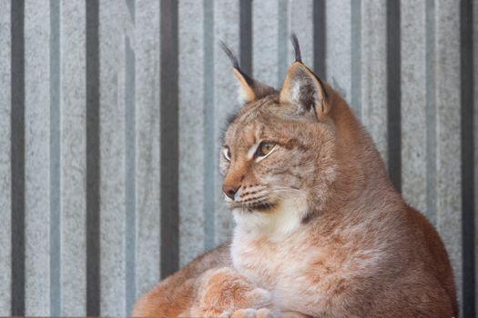 lynx in winter close up. in the zoo