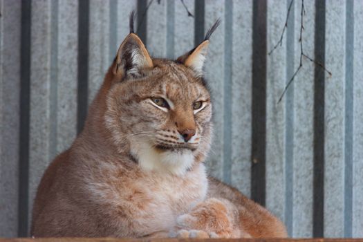 lynx in winter close up. in the zoo