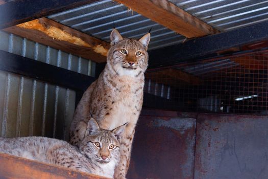 lynx in winter close up. in the zoo