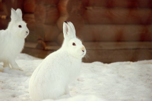 Bunny in the snow. Rabbit in the winter. zoo