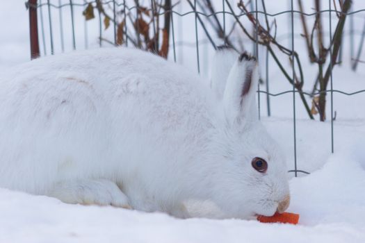 Bunny in the snow. Rabbit in the winter. zoo