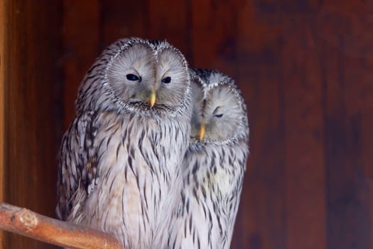 Great Grey Owl with yellow eyes in the zoo