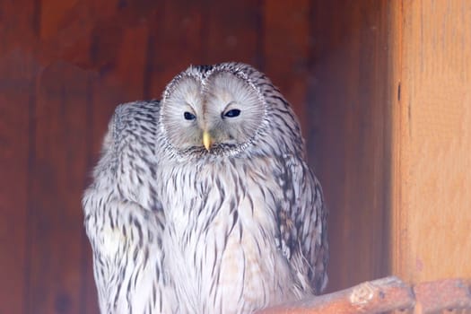 Great Grey Owl with yellow eyes in the zoo