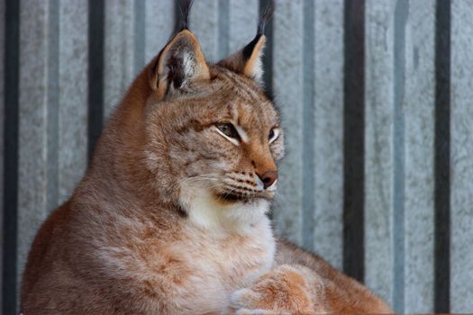 lynx in winter close up. in the zoo