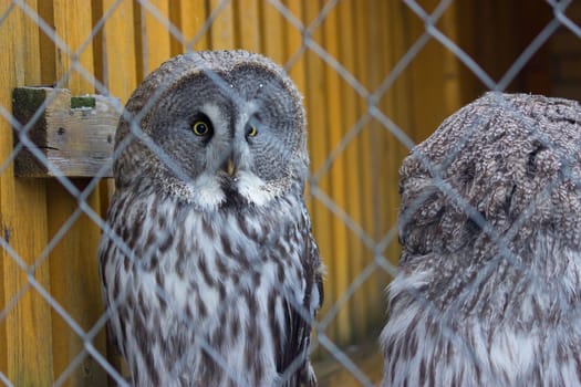 Great Grey Owl with yellow eyes in the zoo