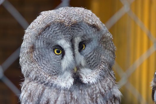 Great Grey Owl with yellow eyes in the zoo