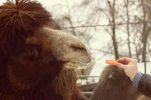 man give carrot to big brown camel. zoo