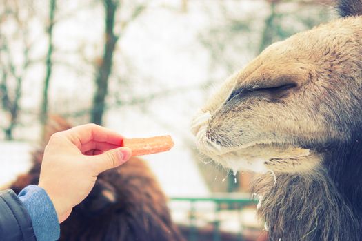 man give carrot to big brown camel. zoo