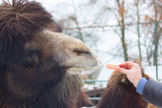 man give carrot to big brown camel. zoo