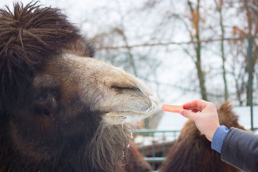 man give carrot to big brown camel. zoo