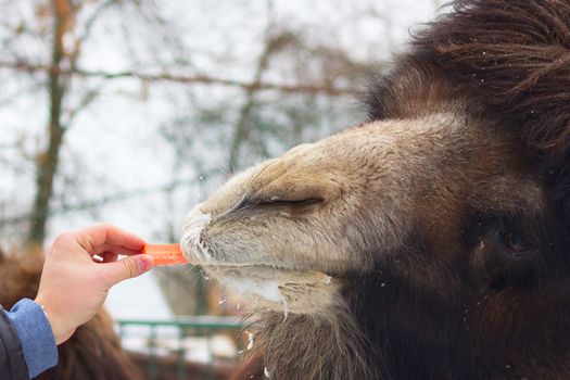 man give carrot to big brown camel. zoo