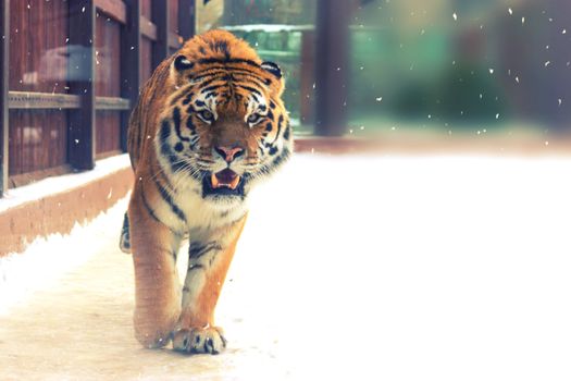 big siberian tiger in the zoo. winter time