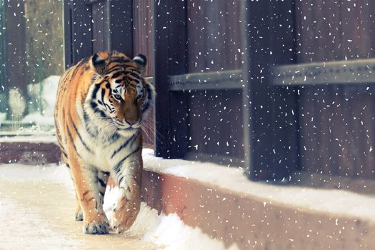 big siberian tiger in the zoo. winter time