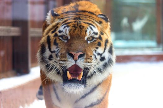 big siberian tiger in the zoo. winter time