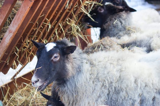 goats and sheeps in a farm. winter time