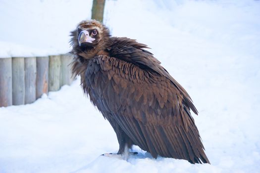 Bald eagle and snow in the zoo