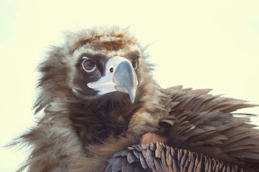 Bald eagle and snow in the zoo