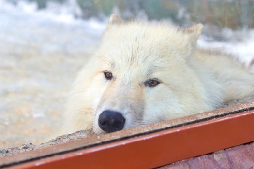 cute white wolf sleep in the zoo