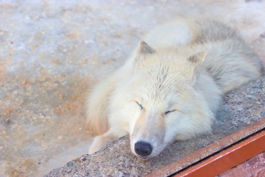 cute white wolf sleep in the zoo