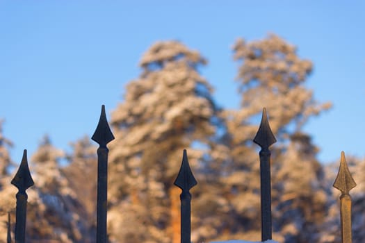 fence and forest view from luxury mansion