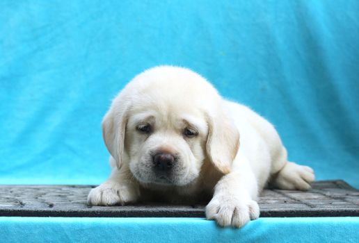 the little yellow labrador puppy sitting on blue background
