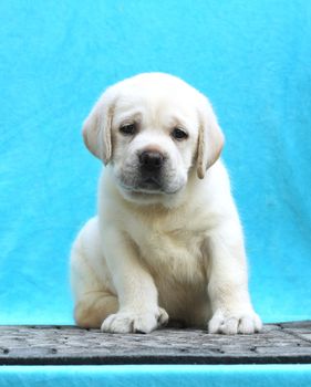 a little yellow labrador puppy sitting on blue background
