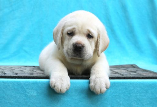little yellow labrador puppy sitting on blue background