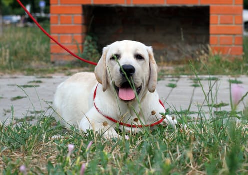 a little yellow labrador puppy sitting in the park