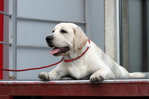 the little yellow labrador puppy sitting in the park