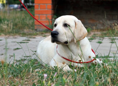 little yellow labrador puppy sitting in the park