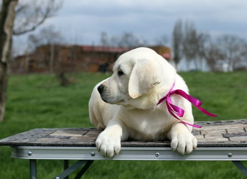 the cute little yellow labrador puppy sitting in the park